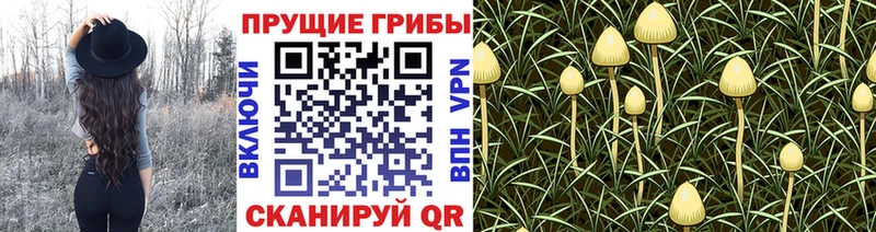 Псилоцибиновые грибы Psilocybe  купить наркотик  Северодвинск 